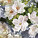 GUERLAIN Aqua Allegoria Flora Cherrysia Eau de Toilette Spray